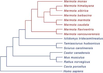 Adaptation-Driven Evolution of Sirtuin 1 (SIRT1), a Key Regulator of Metabolism and Aging, in Marmot Species